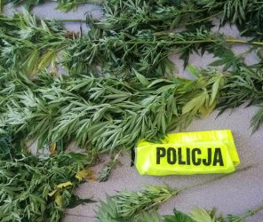 Policjanci zlikwidowali plantacj marihuany