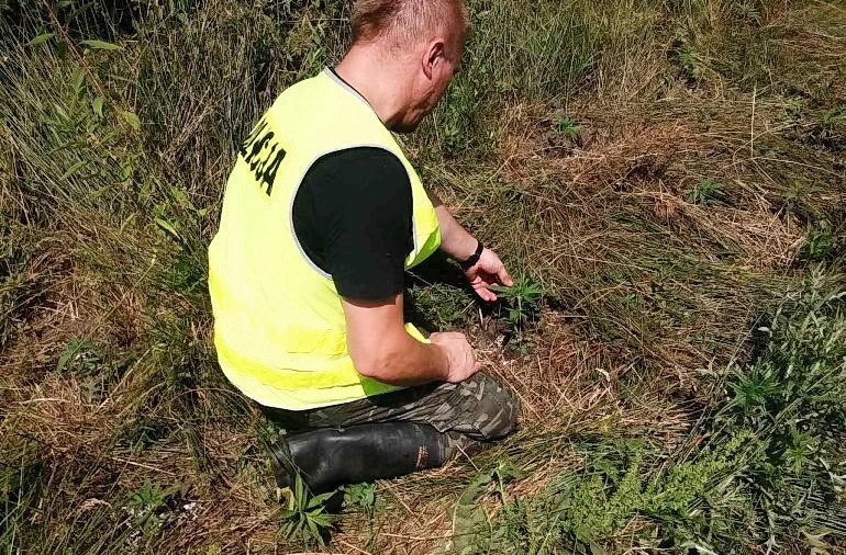 Policja zlikwidowaa upraw marihuany w gminach Rozprza i Gorzkowice 