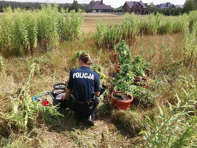 Konopie indyjskie na dziace w gminie Rozprza