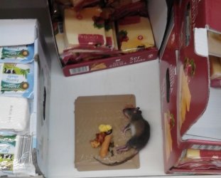 Szczur przy serze w Biedronce 