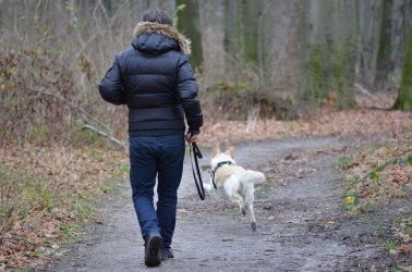 Spacer z psem bez smyczy może nas słono kosztować