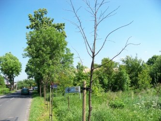 Dworska: Poowa nowych drzewek na mietnik?