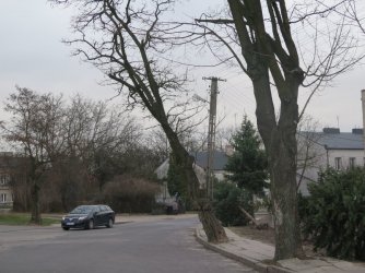 Niebezpiecznie pochylone drzewo zniknie z ul. 1 maja w Piotrkowie?