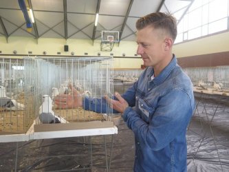 Wystawa gołębi rasowych w Moszczenicy