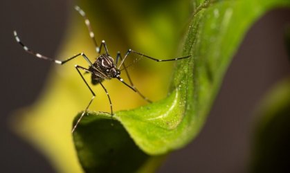 Kleszcze i komary atakuj
