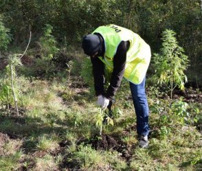 Plantacja marihuany ukryta w lesie 
