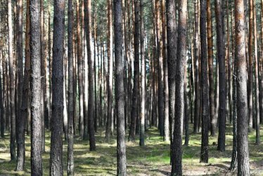 Lasy Pastwowe: od 1 maja w kadym nadlenictwie specjalne obszary do nocowania na dziko