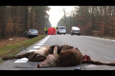 Śmiertelne zderzenie z jeleniem