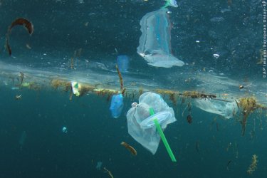 Posowe PE za zakazem plastikw jednorazowego uytku