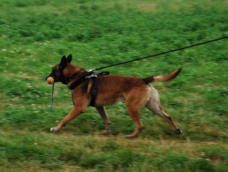 Policyjny pies odnalaz chopaka, ktry zamierza popeni samobjstwo 