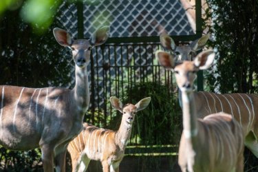 W dzkim zoo yje jedyne w kraju stado kudu maych