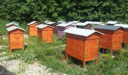 W Bieywodach pado kilkaset tysicy pszcz