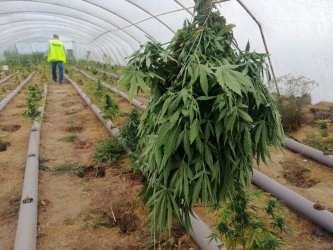 Plantacja marihuany zlikwidowana przez piotrkowskich policjantów