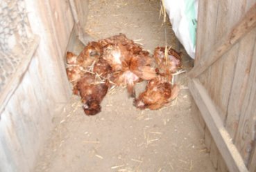 15-latek zabi 14 kur i rozbi 60 jajek. Odpowie przed sdem rodzinnym