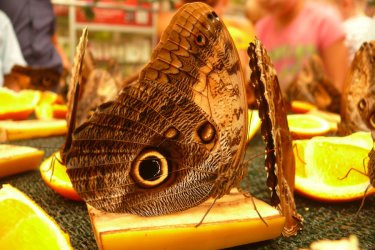 Egzotyczne motyle ju zawitay do Piotrkowa