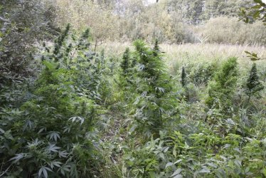 Leśna uprawa marihuany zlikwidowana w Malińcu