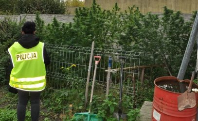Piotrków: Policja zlikwidowała dwie plantacje marihuany