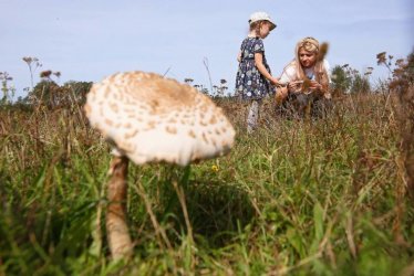 Ekspertka: zbiory grzybw w polskich lasach szacuje si rednio na ok. 100 tys. ton rocznie