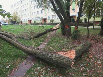 Kolejne protesty w zwizku z wycink drzew w Piotrkowie Trybunalskim