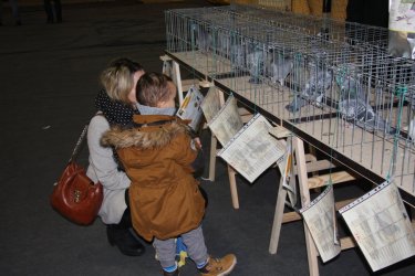 Gołębie pocztowe pierwszy raz zaprezentowały się w Piotrkowie