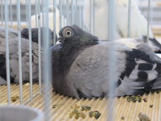 Moszczenica: wystawa rasowych gołębi