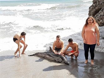 Piotrkowianie uratowali delfina