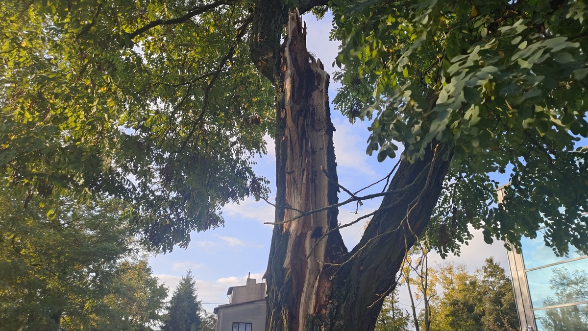 Galeria Pożar zerwane linie i połamane drzewa Wichura nad Piotrkowem