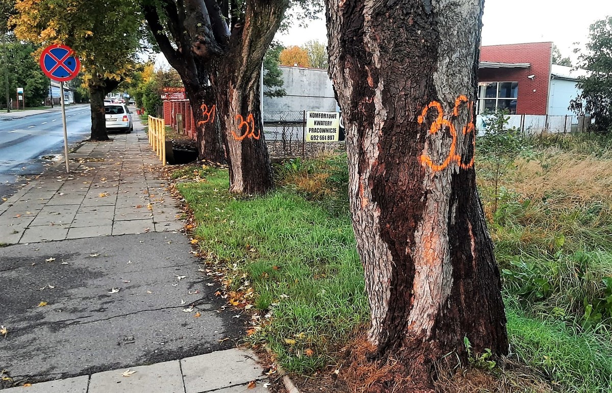 Galeria Co Z Drzewami Na Wolborskiej I Rakowskiej EPiotrkow Pl