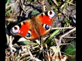 Pierwszy motylek, jakiego dostrzeglimy na obrzeu Sulejowskiego Parku Krajobrazowego