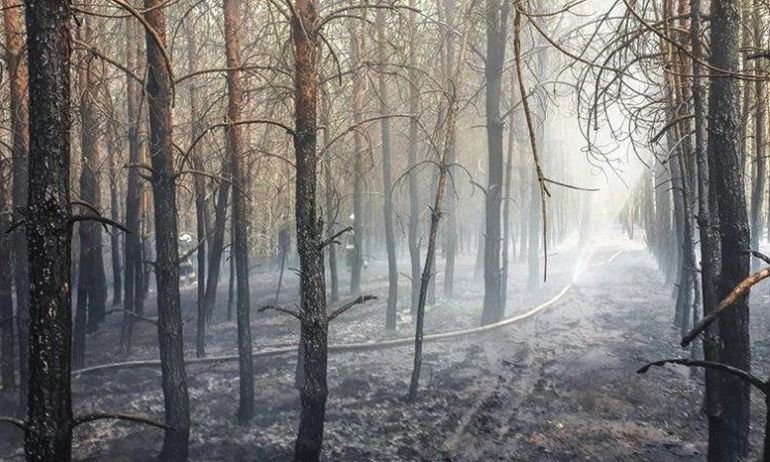 Przez upay sytuacja w lasach naszego regionu bardzo trudna