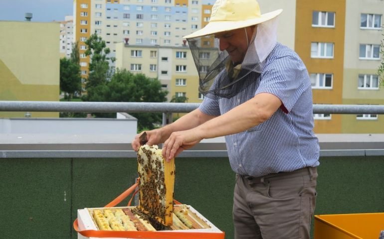 Miodobranie na dachu piotrkowskiej galerii