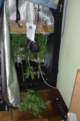 Domowa plantacja marihuany na bechatowskim blokowisku 