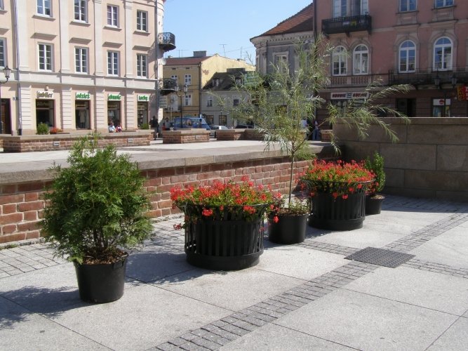 Rynek Trybunalski coraz bardziej zielony