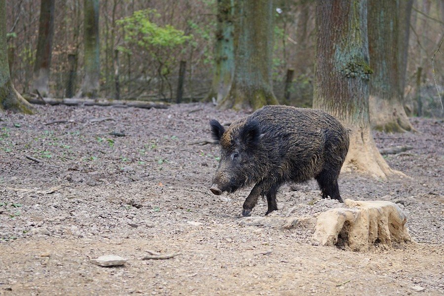 Rozporzdzenie wojewody dzkiego ws. odstrzau dzikw