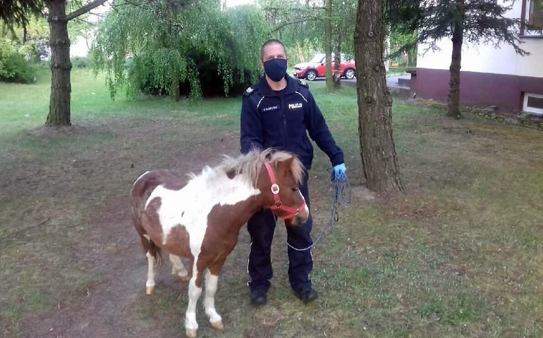 Policjanci szukali waciciela kucyka