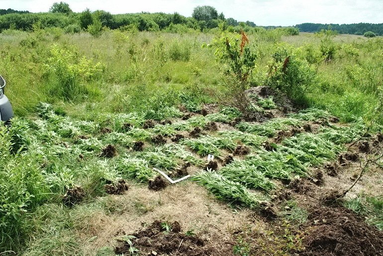 Plantacja konopi ukryta w lesie 