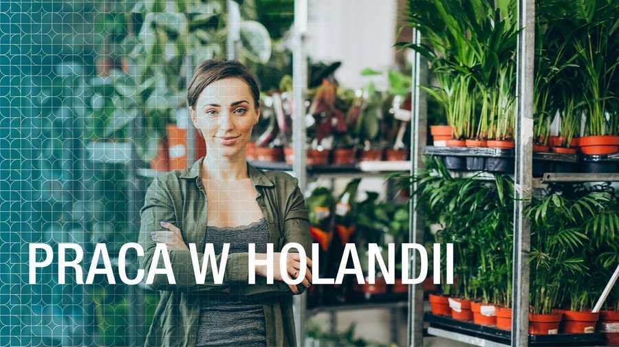 Praca w Holandii – Czy warto wyjecha?