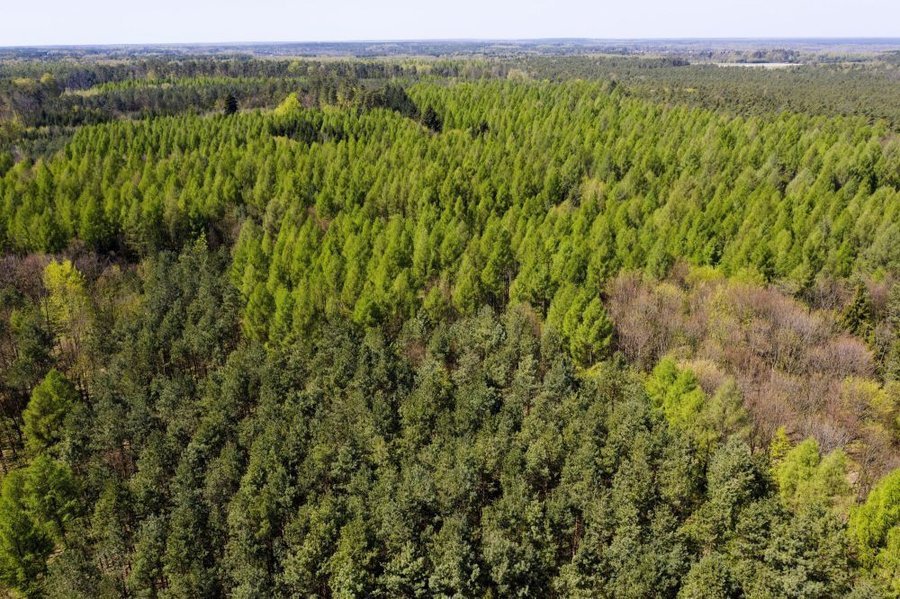 Wzrasta zagroenie poarowe lasw; miejscami podatno na zapalenie jest ekstremalna