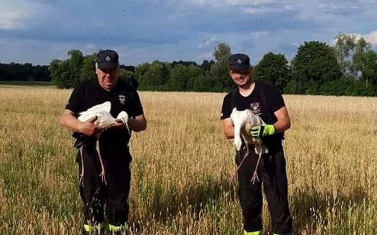 Straacy z Woli Krzysztoporskiej pomogli bocianom