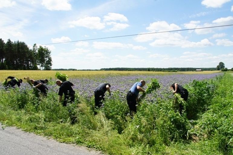 Zlikwidowano jedn z najwikszych plantacji marihuany w Polsce