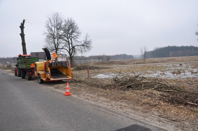 Wycinaj stare i sadz nowe drzewa