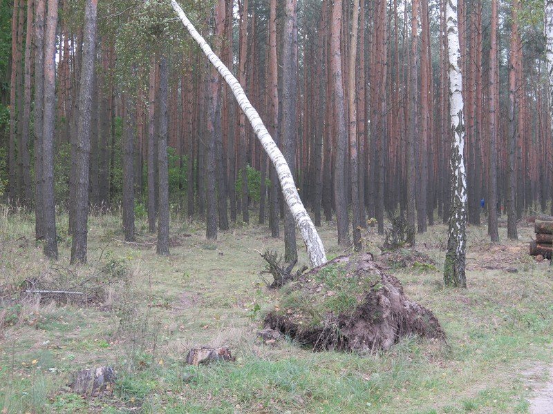 Co z drzewami poamanymi w trakcie wichury?