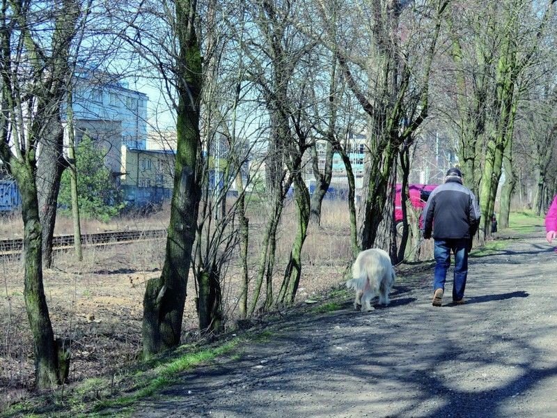 Szykuje si wycinka. Dua wycinka