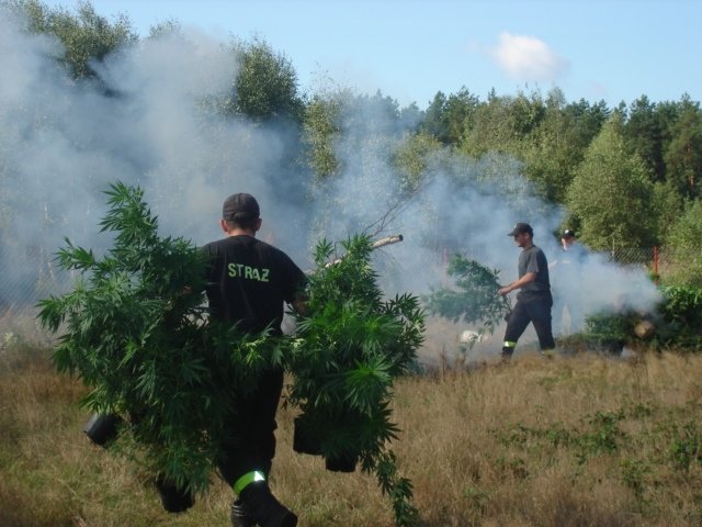 Policjanci spalili 