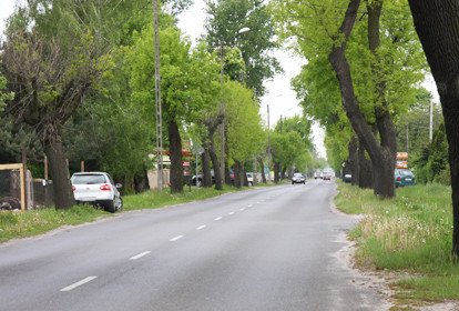 Czy przydrone drzewa zabijaj kierowcw?