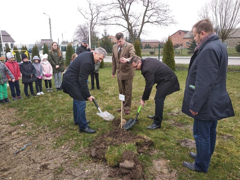 W Bujnach posadzili db na 100-lecie wojewdztwa dzkiego