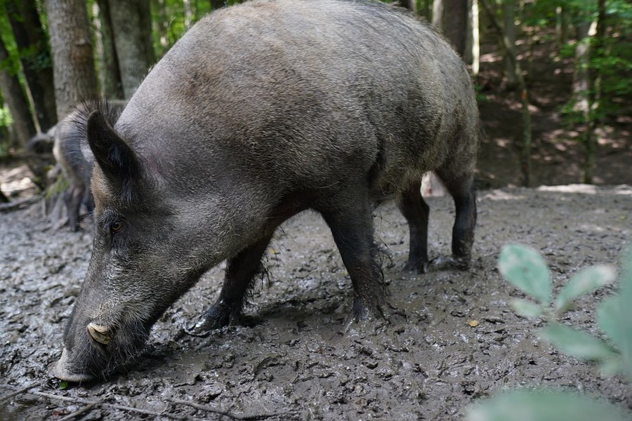 ASF u bram powiatu piotrkowskiego