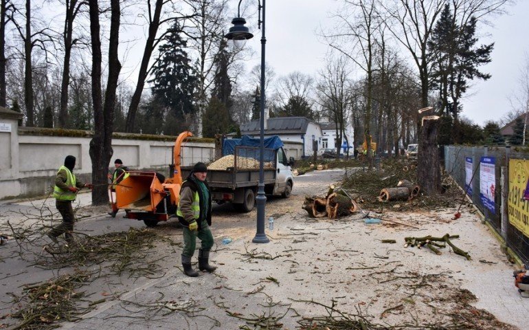 Posadz drzewa na Cmentarnej