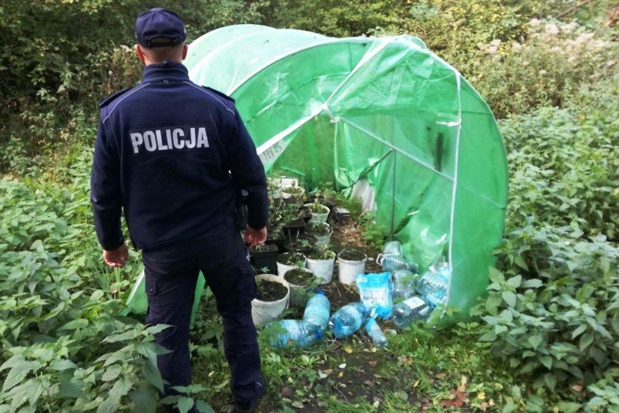 Policja bezlitosna dla plantatorw 