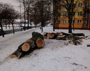 Wycinka drzew przy Kostromskiej